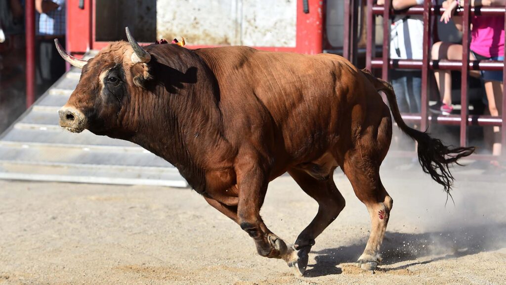 Festejos populares y bous al carrer: Arraigo y tradición